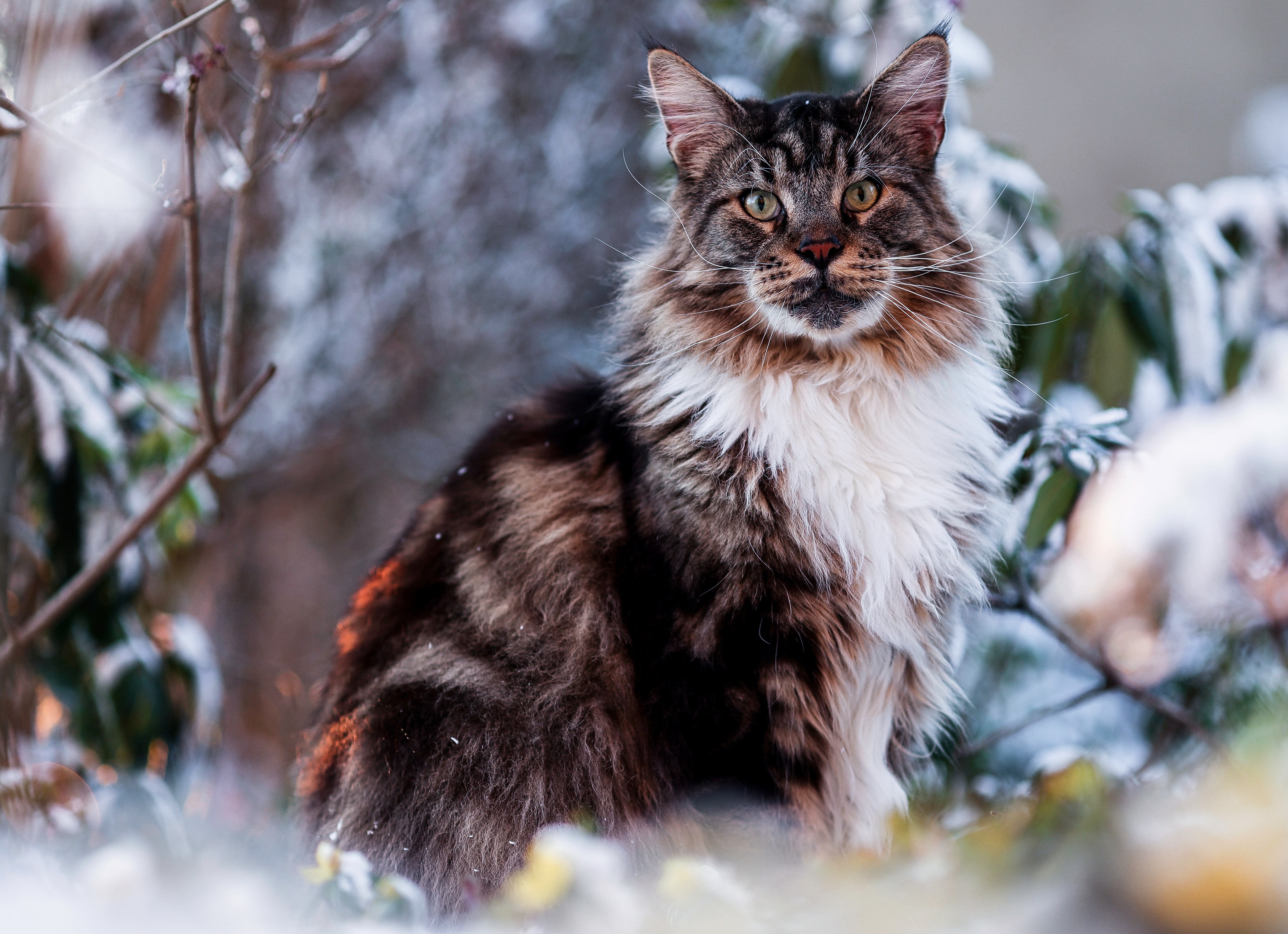 Maine coon