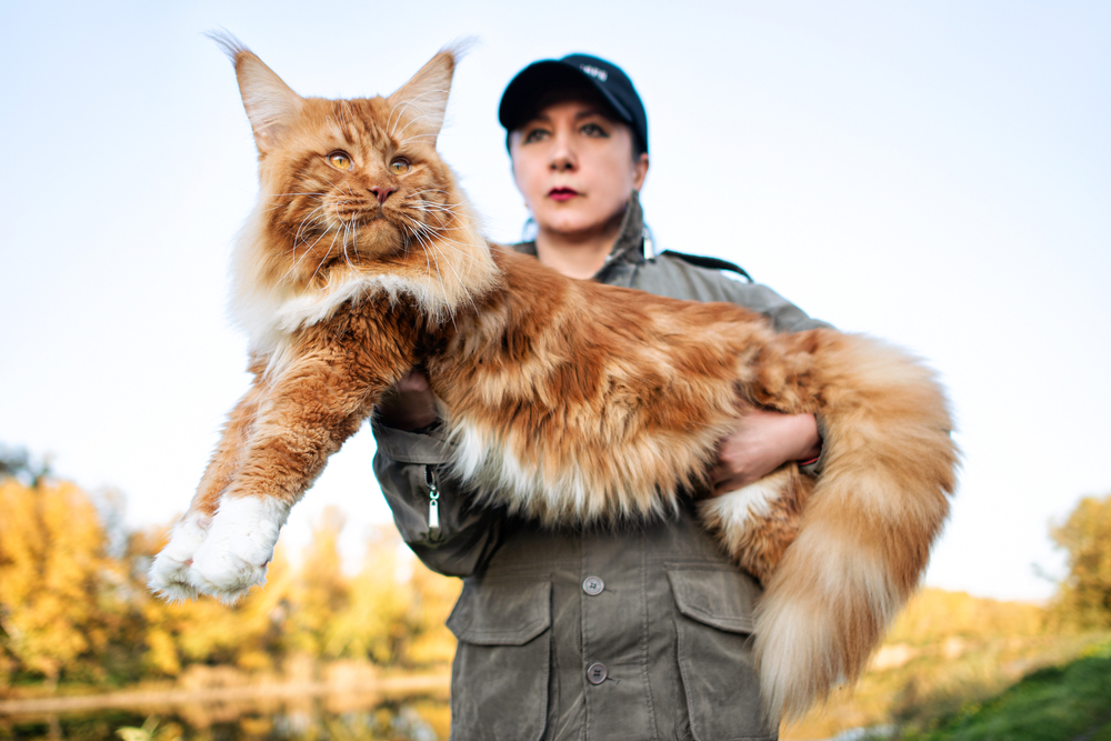 Photo d'un Maine Coon