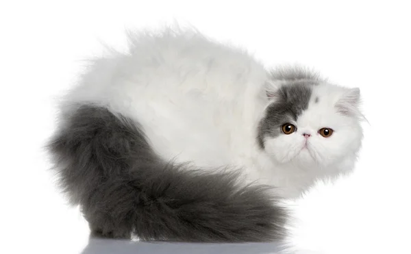 Photo d'un Persian