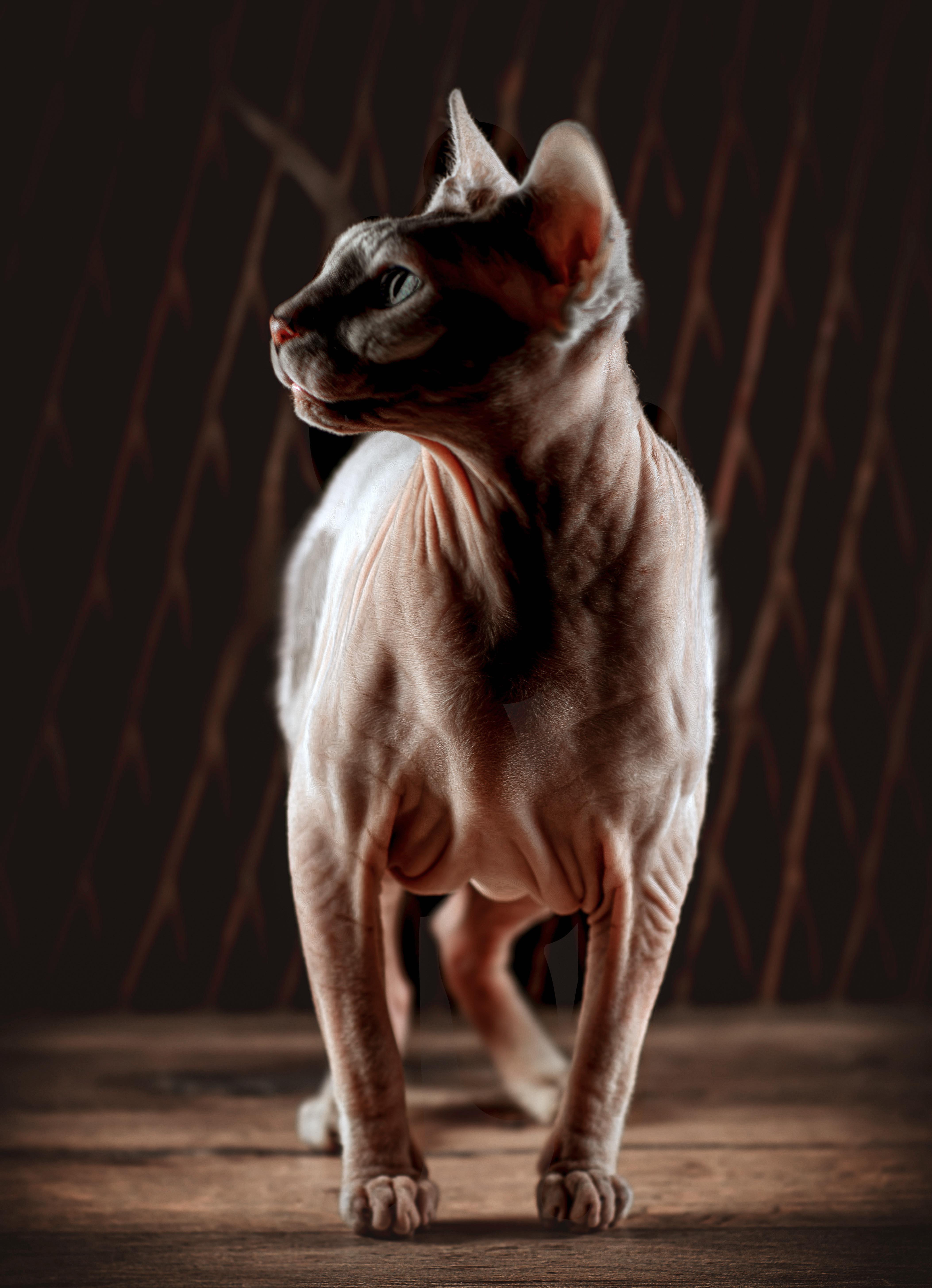 Sphynx