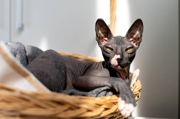 Photo d'un Sphynx